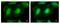 Eukaryotic translation initiation factor 3 subunit K antibody, PA5-21407, Invitrogen Antibodies, Immunofluorescence image 