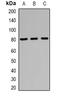 RUN And FYVE Domain Containing 1 antibody, orb382020, Biorbyt, Western Blot image 