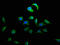 Docking Protein 5 antibody, CSB-PA007111LA01HU, Cusabio, Immunofluorescence image 
