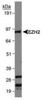 Histone-lysine N-methyltransferase EZH2 antibody, TA336556, Origene, Western Blot image 