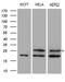 Methyltransferase Like 7A antibody, LS-C799050, Lifespan Biosciences, Western Blot image 