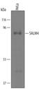 Leucine Rich Repeat And Fibronectin Type III Domain Containing 3 antibody, AF5349, R&D Systems, Western Blot image 