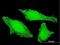 Protein Tyrosine Phosphatase Receptor Type E antibody, H00005791-M04, Novus Biologicals, Immunofluorescence image 