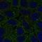 FCH Domain Only 2 antibody, HPA077850, Atlas Antibodies, Immunofluorescence image 