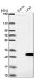 Lysozyme G2 antibody, PA5-58685, Invitrogen Antibodies, Western Blot image 
