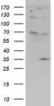 Uncharacterized protein FLJ40504 antibody, TA810106S, Origene, Western Blot image 