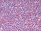 IL-6 antibody, AM06012PU-N, Origene, Immunohistochemistry frozen image 