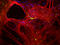 Internexin Neuronal Intermediate Filament Protein Alpha antibody, LS-B10413, Lifespan Biosciences, Immunocytochemistry image 