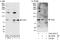TLE Family Member 2, Transcriptional Corepressor antibody, A303-597A, Bethyl Labs, Immunoprecipitation image 
