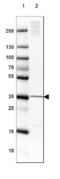 Family With Sequence Similarity 107 Member B antibody, NBP1-88535, Novus Biologicals, Western Blot image 