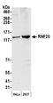 E3 ubiquitin-protein ligase BRE1A antibody, A300-715A, Bethyl Labs, Western Blot image 