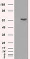 NLK antibody, TA501127, Origene, Western Blot image 