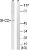 SHC Adaptor Protein 2 antibody, TA315284, Origene, Western Blot image 