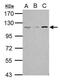 Spliceosome Associated Factor 1, Recruiter Of U4/U6.U5 Tri-SnRNP antibody, PA5-21492, Invitrogen Antibodies, Western Blot image 