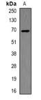 SRBC antibody, abx225040, Abbexa, Western Blot image 