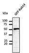 RAB14, Member RAS Oncogene Family antibody, orb11627, Biorbyt, Western Blot image 