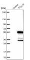 Protein polyglycylase TTLL10 antibody, NBP1-93819, Novus Biologicals, Western Blot image 