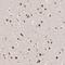 Histone H3 Associated Protein Kinase antibody, NBP1-81774, Novus Biologicals, Immunohistochemistry frozen image 