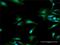 2'-5'-Oligoadenylate Synthetase 1 antibody, H00004938-D03P, Novus Biologicals, Immunocytochemistry image 