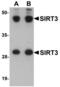 Sirtuin 3 antibody, LS-C115841, Lifespan Biosciences, Western Blot image 
