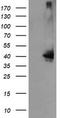Mitogen-Activated Protein Kinase Kinase 3 antibody, TA505617AM, Origene, Western Blot image 