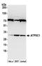 ATP Synthase F1 Subunit Gamma antibody, A305-069A, Bethyl Labs, Western Blot image 