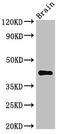 1-Acylglycerol-3-Phosphate O-Acyltransferase 5 antibody, CSB-PA001453LA01HU, Cusabio, Western Blot image 