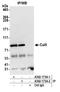 Cullin 5 antibody, A302-173A, Bethyl Labs, Immunoprecipitation image 