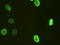 HNF-3-beta antibody, TA500073, Origene, Immunofluorescence image 
