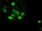 SRY-Box 17 antibody, NBP1-47996, Novus Biologicals, Immunofluorescence image 