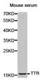 Transthyretin antibody, TA327568, Origene, Western Blot image 