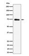 Ribonucleoprotein, PTB Binding 2 antibody, M12771, Boster Biological Technology, Western Blot image 