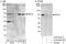 RNA Polymerase III Subunit C antibody, A303-064A, Bethyl Labs, Immunoprecipitation image 