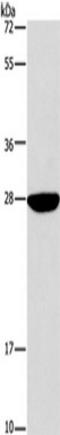 Dual Specificity Phosphatase 19 antibody, TA349309, Origene, Western Blot image 