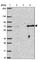 SUZ12 Polycomb Repressive Complex 2 Subunit antibody, HPA057436, Atlas Antibodies, Western Blot image 