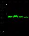 Complement C1q Binding Protein antibody, 11874-MM04, Sino Biological, Western Blot image 