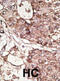 Thy-1 Cell Surface Antigen antibody, abx031507, Abbexa, Immunohistochemistry frozen image 