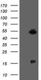 ALX Homeobox 4 antibody, CF505145, Origene, Western Blot image 