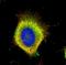 FAS antibody, orb73992, Biorbyt, Immunofluorescence image 