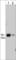 A-Raf Proto-Oncogene, Serine/Threonine Kinase antibody, RM2891, ECM Biosciences, Western Blot image 