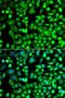 AlkB Homolog 4, Lysine Demethylase antibody, LS-C747688, Lifespan Biosciences, Immunofluorescence image 