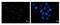 ASE-1 antibody, GTX629076, GeneTex, Immunofluorescence image 