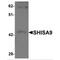 Shisa Family Member 9 antibody, MBS151322, MyBioSource, Western Blot image 