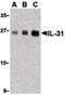 Interleukin 31 antibody, orb86772, Biorbyt, Western Blot image 