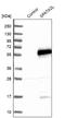 Spermatogenesis Associated 2 Like antibody, NBP2-47265, Novus Biologicals, Western Blot image 
