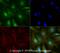 Histone H3 antibody, NB500-171, Novus Biologicals, Immunocytochemistry image 