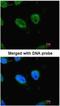RB Binding Protein 4, Chromatin Remodeling Factor antibody, NB500-123, Novus Biologicals, Immunofluorescence image 