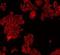 Calnexin antibody, orb213637, Biorbyt, Immunofluorescence image 