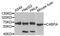 Complement Component 4 Binding Protein Alpha antibody, orb373668, Biorbyt, Western Blot image 