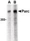 C-C Motif Chemokine Ligand 18 antibody, orb87342, Biorbyt, Western Blot image 